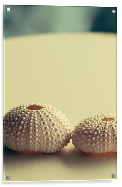 Sea Urchin Acrylic by piera catalano