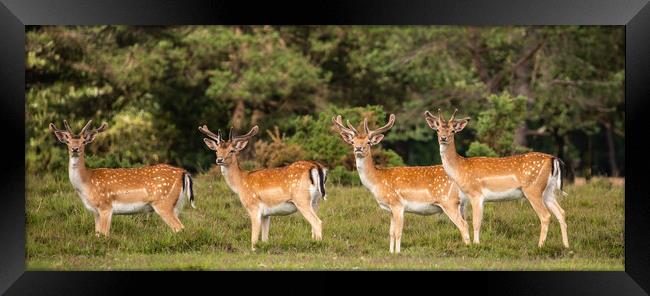 Young stags in the forest Framed Print by Andy Dow