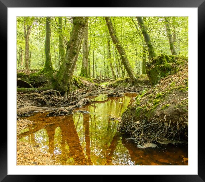 Forest stream Framed Mounted Print by Andy Dow