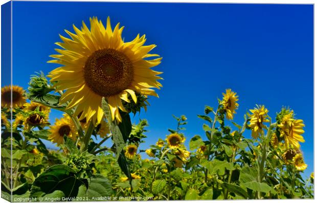 Lost Among Sunflowers Canvas Print by Angelo DeVal