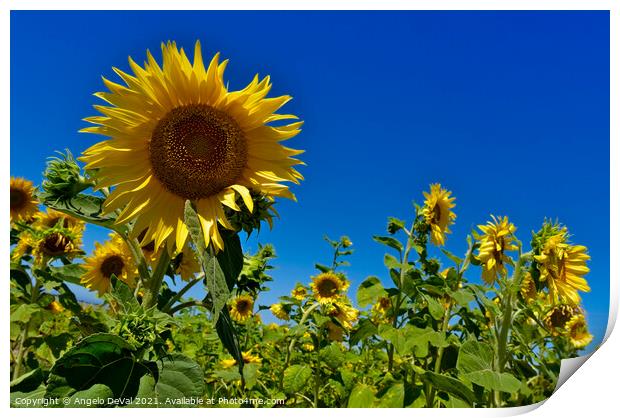 Lost Among Sunflowers Print by Angelo DeVal
