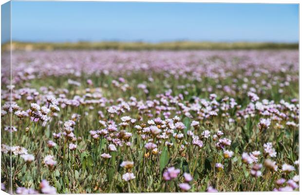 Carpet of Matted Sea Lavender Canvas Print by Jason Wells