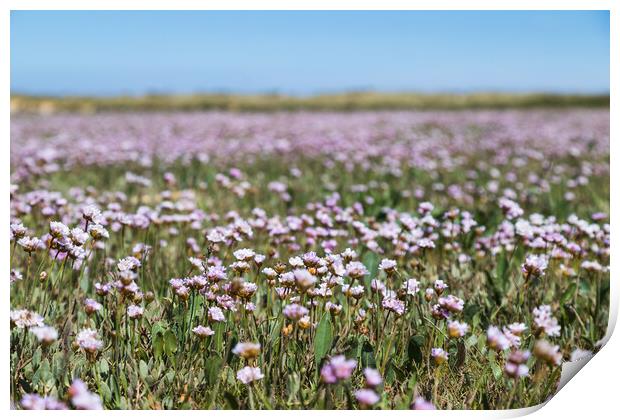 Carpet of Matted Sea Lavender Print by Jason Wells
