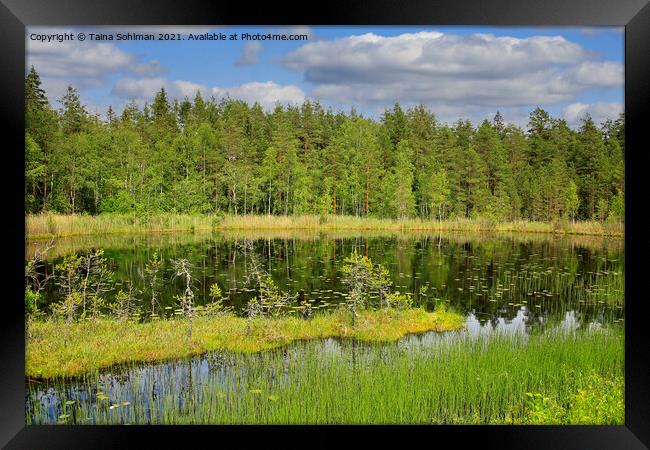 Beautiful Marshland Lake in Finland Framed Print by Taina Sohlman