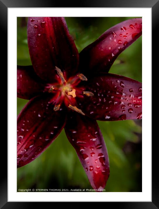 Purple Lily Framed Mounted Print by STEPHEN THOMAS