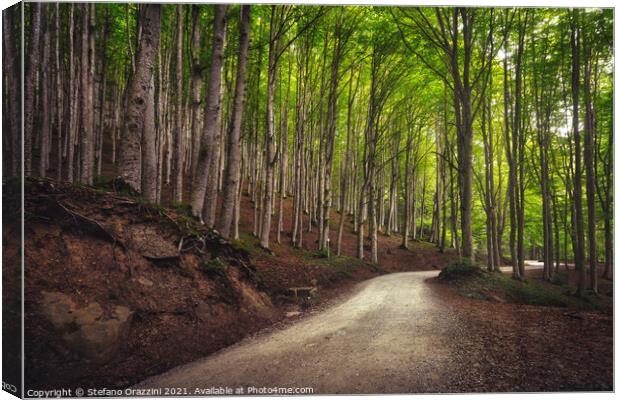 Road in beech forest. Foreste Casentinesi park Canvas Print by Stefano Orazzini
