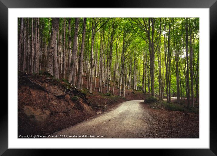 Road in beech forest. Foreste Casentinesi park Framed Mounted Print by Stefano Orazzini