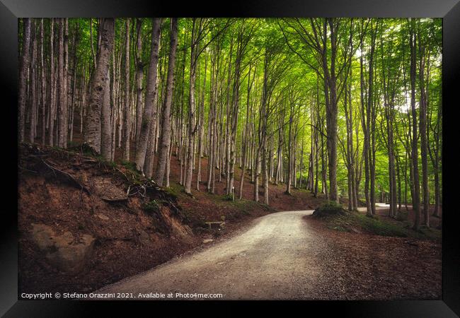 Road in beech forest. Foreste Casentinesi park Framed Print by Stefano Orazzini