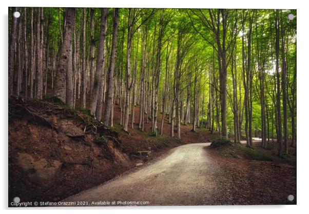 Road in beech forest. Foreste Casentinesi park Acrylic by Stefano Orazzini