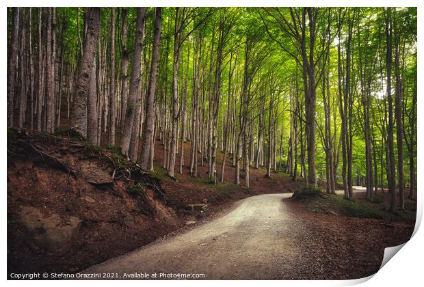 Road in beech forest. Foreste Casentinesi park Print by Stefano Orazzini