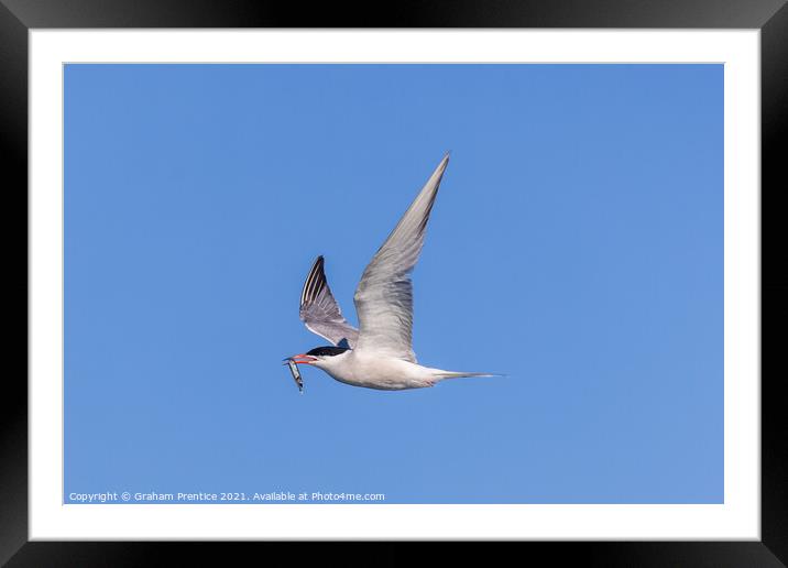 Roseate Tern with Fish Framed Mounted Print by Graham Prentice