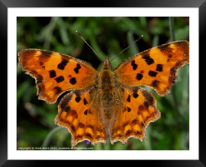  Comma butterfly on a bush. Framed Mounted Print by Mark Ward