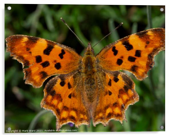  Comma butterfly on a bush. Acrylic by Mark Ward