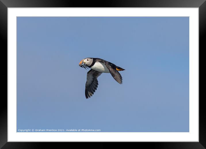 Puffin with Sand Eels Framed Mounted Print by Graham Prentice