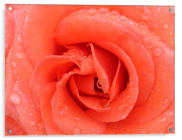 A beautiful Peach Rose. Acrylic by Becky Dix