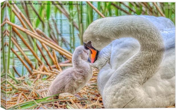 HDR Shot of a Swan and single Cygnet Canvas Print by Helkoryo Photography