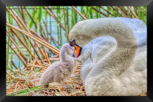 HDR Shot of a Swan and single Cygnet Framed Print by Helkoryo Photography