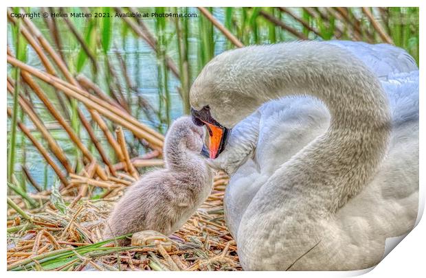 HDR Shot of a Swan and single Cygnet Print by Helkoryo Photography