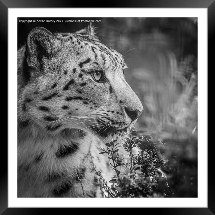 A close up of a snow leopard Framed Mounted Print by Adrian Rowley