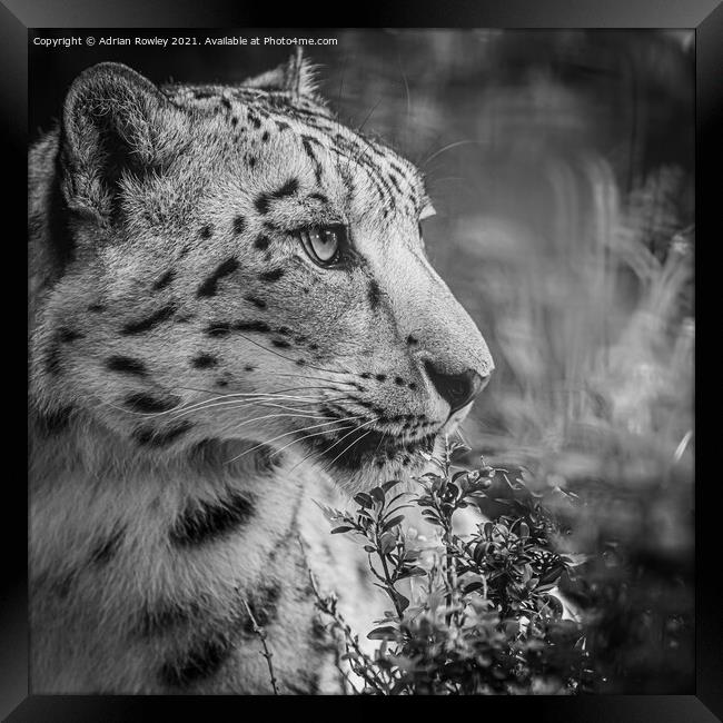 A close up of a snow leopard Framed Print by Adrian Rowley