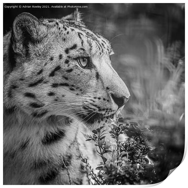 A close up of a snow leopard Print by Adrian Rowley
