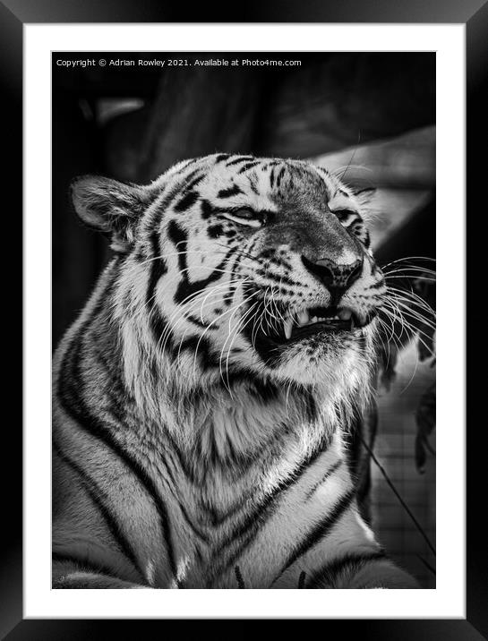 Sumatran Tiger in monochrome Framed Mounted Print by Adrian Rowley