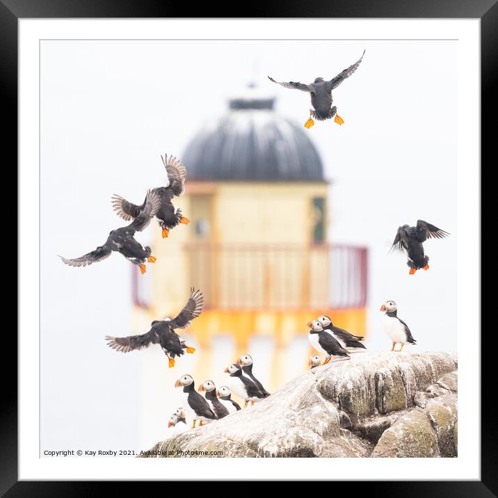 Puffins on the Isle of May Framed Mounted Print by Kay Roxby