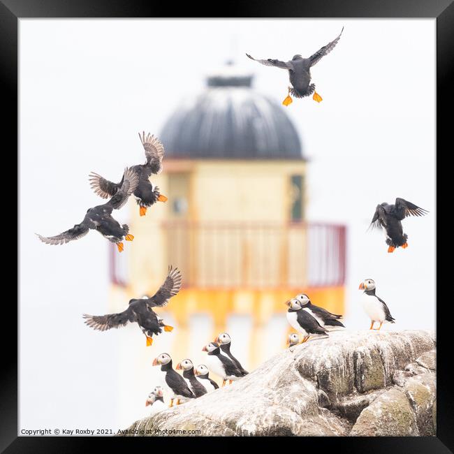 Puffins on the Isle of May Framed Print by Kay Roxby