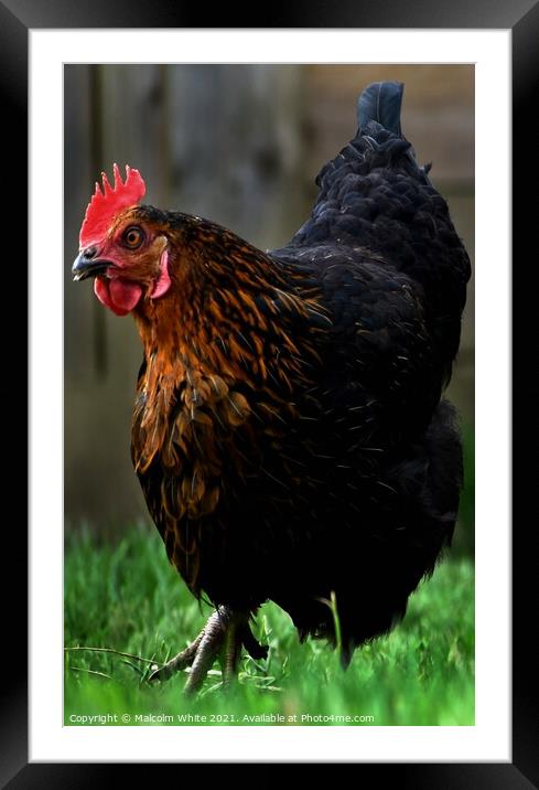 Farm Chicken Portrait Framed Mounted Print by Malcolm White