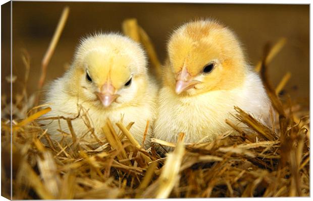 Young Chicks Canvas Print by Jason Connolly