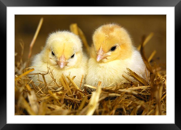 Young Chicks Framed Mounted Print by Jason Connolly