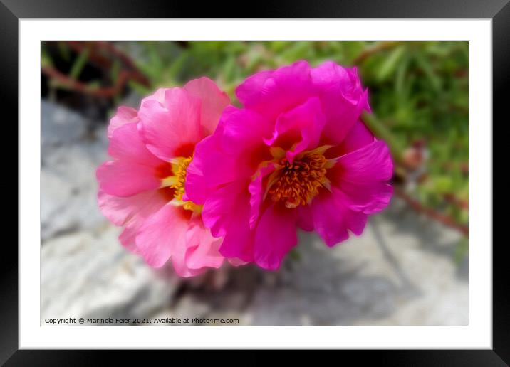 Pink flowers in the sun Framed Mounted Print by Marinela Feier