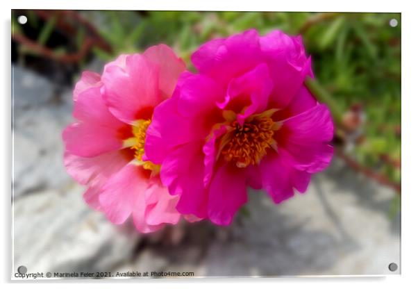 Pink flowers in the sun Acrylic by Marinela Feier