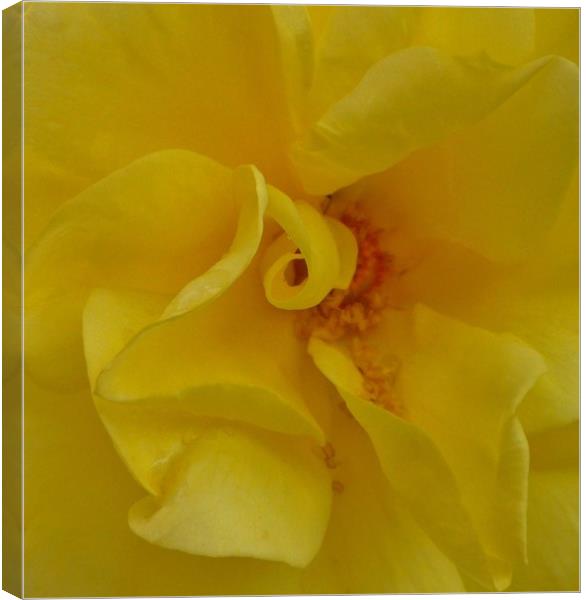 A beautiful Yellow Rose. Canvas Print by Becky Dix