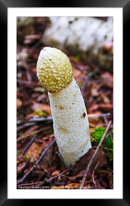 Stinkhorn Fungi with Fly Framed Mounted Print by GJS Photography Artist