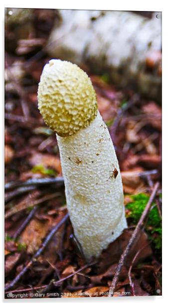 Stinkhorn Fungi with Fly Acrylic by GJS Photography Artist