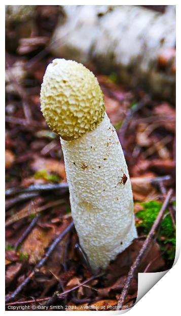 Stinkhorn Fungi with Fly Print by GJS Photography Artist