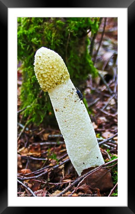 Stinkhorn Fungi & Fly Framed Mounted Print by GJS Photography Artist