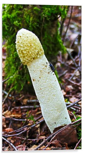 Stinkhorn Fungi & Fly Acrylic by GJS Photography Artist
