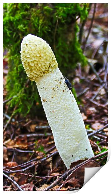 Stinkhorn Fungi & Fly Print by GJS Photography Artist