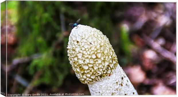Stinkhorn Fungi With Fly at Tip Canvas Print by GJS Photography Artist