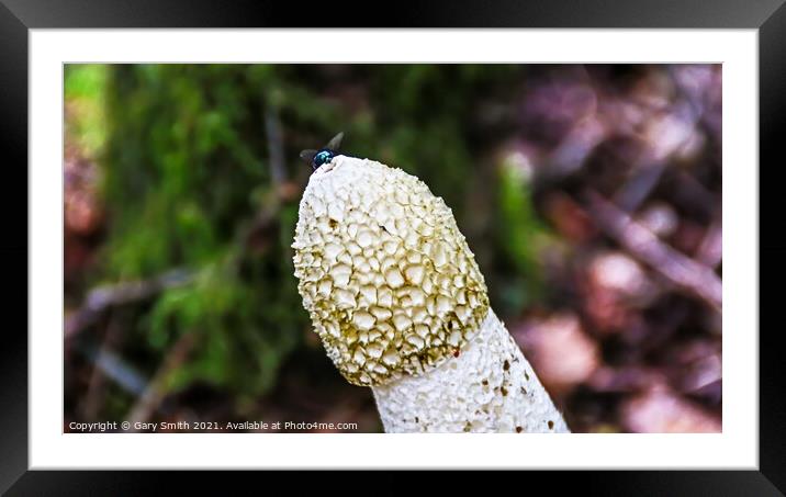 Stinkhorn Fungi With Fly at Tip Framed Mounted Print by GJS Photography Artist