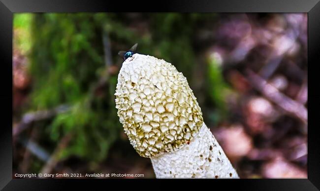 Stinkhorn Fungi With Fly at Tip Framed Print by GJS Photography Artist