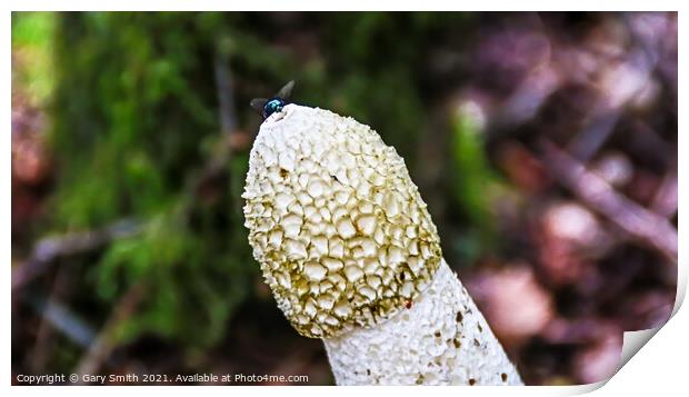 Stinkhorn Fungi With Fly at Tip Print by GJS Photography Artist