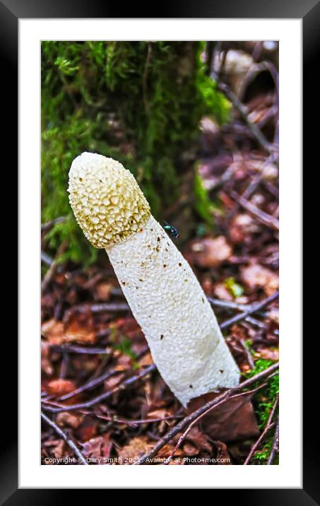 StinkHorn Fungi & Fly Framed Mounted Print by GJS Photography Artist