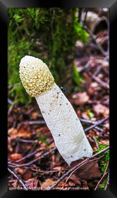 StinkHorn Fungi & Fly Framed Print by GJS Photography Artist