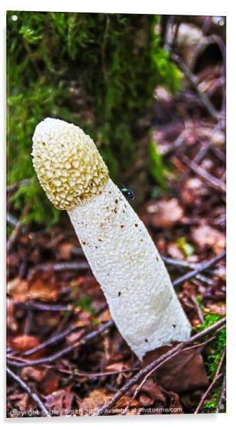 StinkHorn Fungi & Fly Acrylic by GJS Photography Artist
