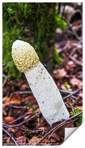 StinkHorn Fungi & Fly Print by GJS Photography Artist