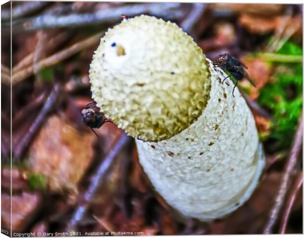 Stinkhorn Fungi Closeup Canvas Print by GJS Photography Artist