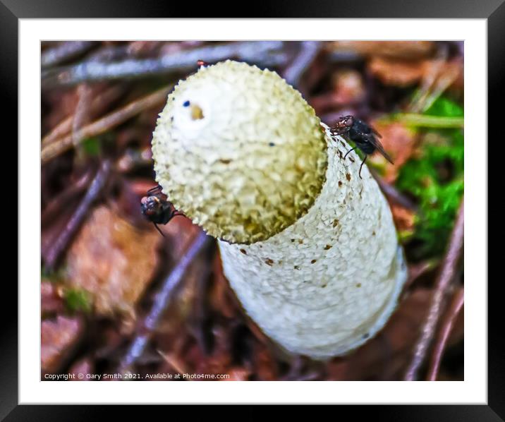 Stinkhorn Fungi Closeup Framed Mounted Print by GJS Photography Artist